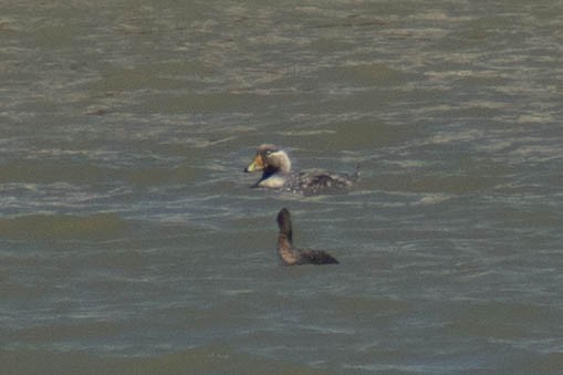 White-headed Steamer-Duck - ML614673814