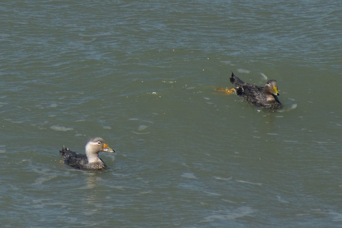 White-headed Steamer-Duck - ML614673816