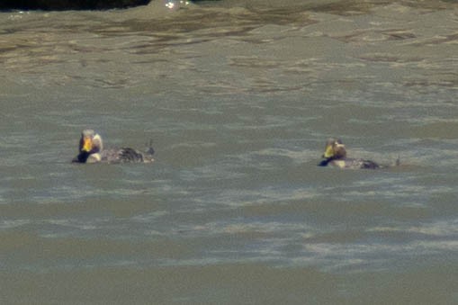 White-headed Steamer-Duck - ML614673817