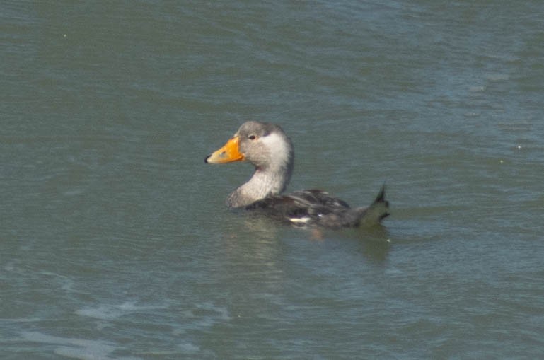 White-headed Steamer-Duck - ML614673818