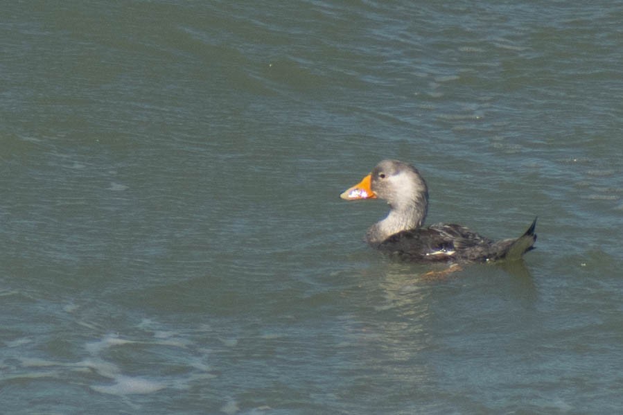 White-headed Steamer-Duck - ML614673822