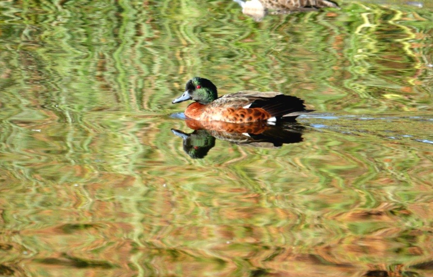 Chestnut Teal - Craig Morley