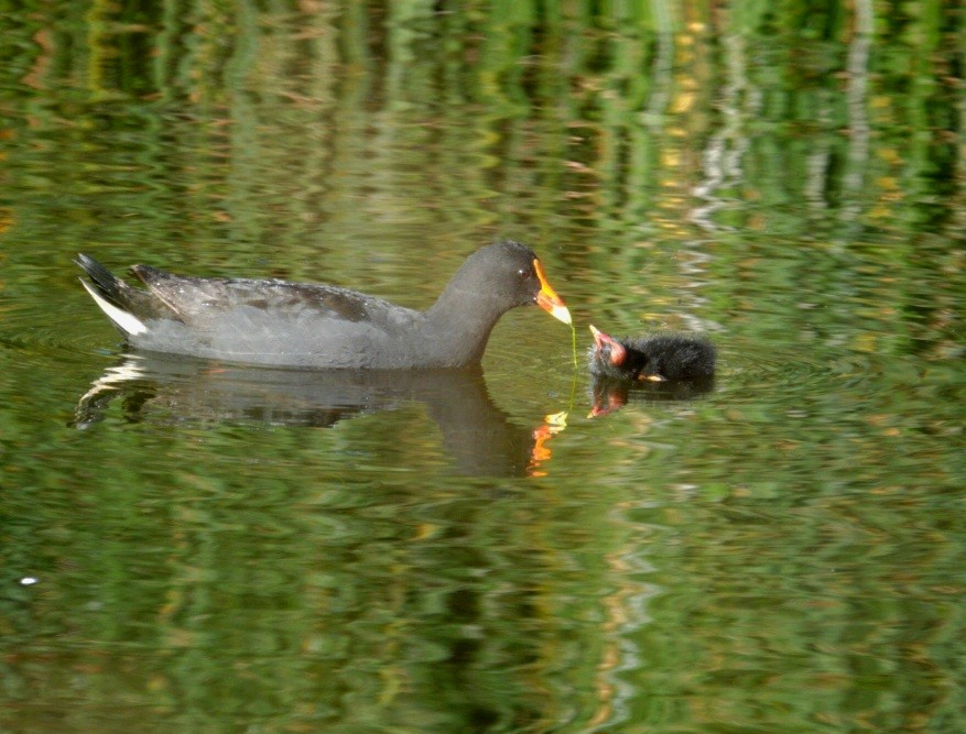 Dusky Moorhen - Craig Morley