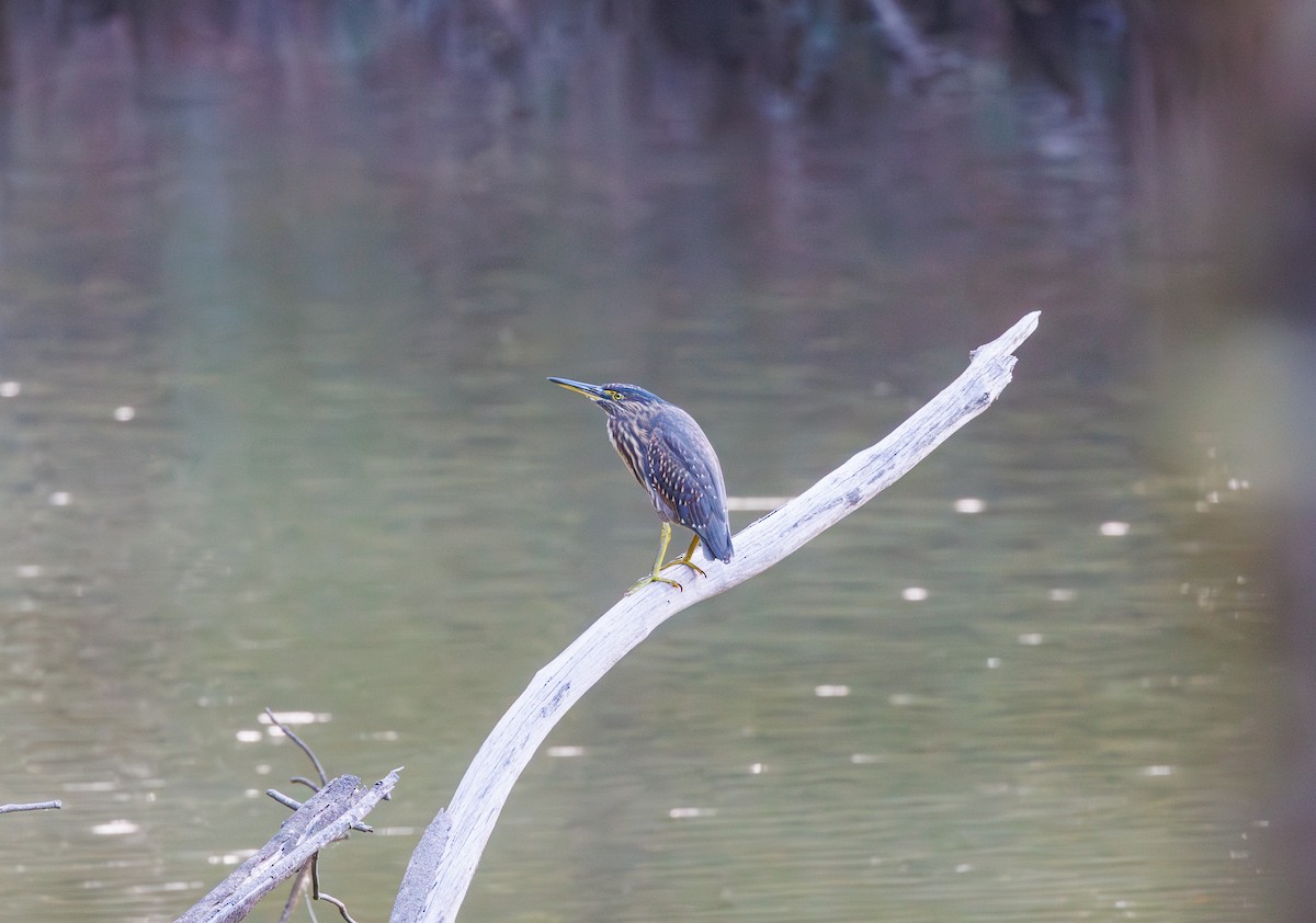 Striated Heron - ML614673894