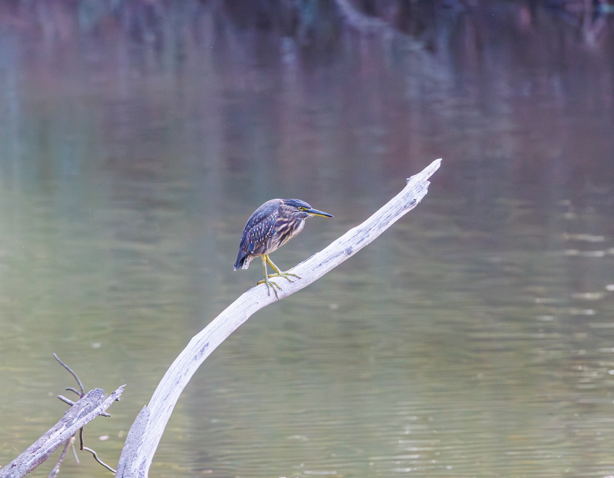 Striated Heron - ML614673896