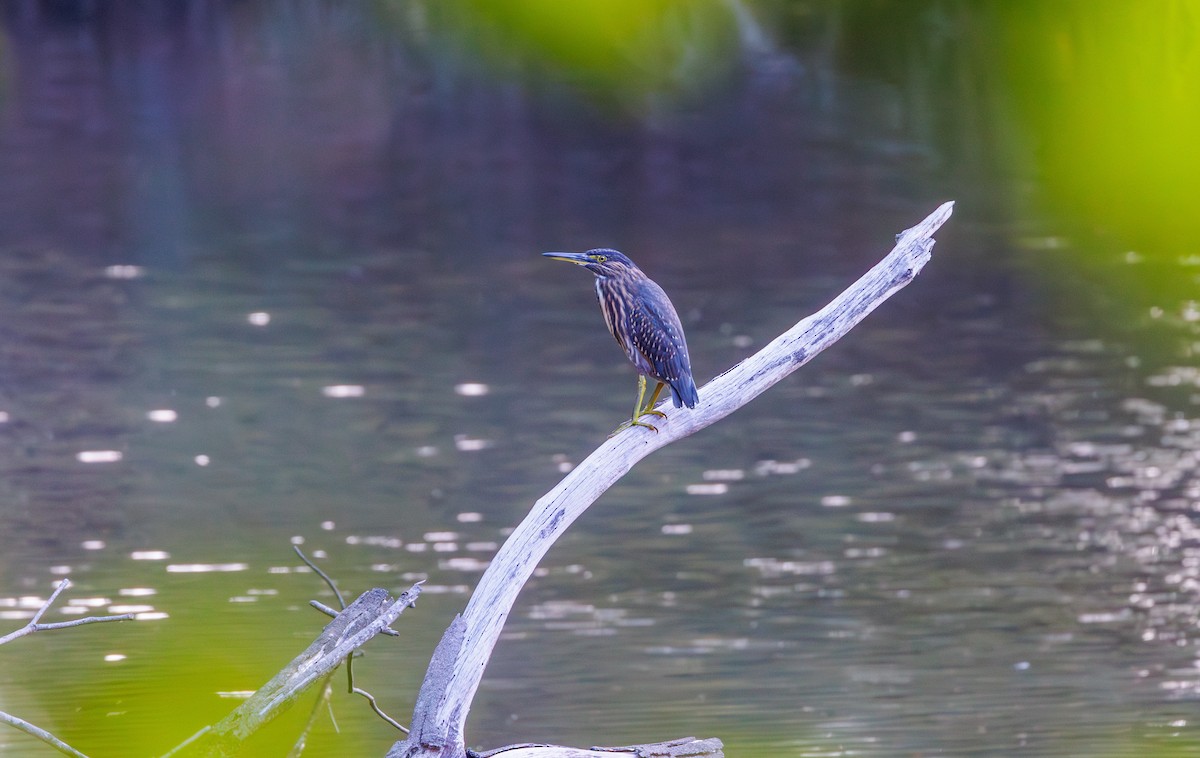 Striated Heron - ML614673897