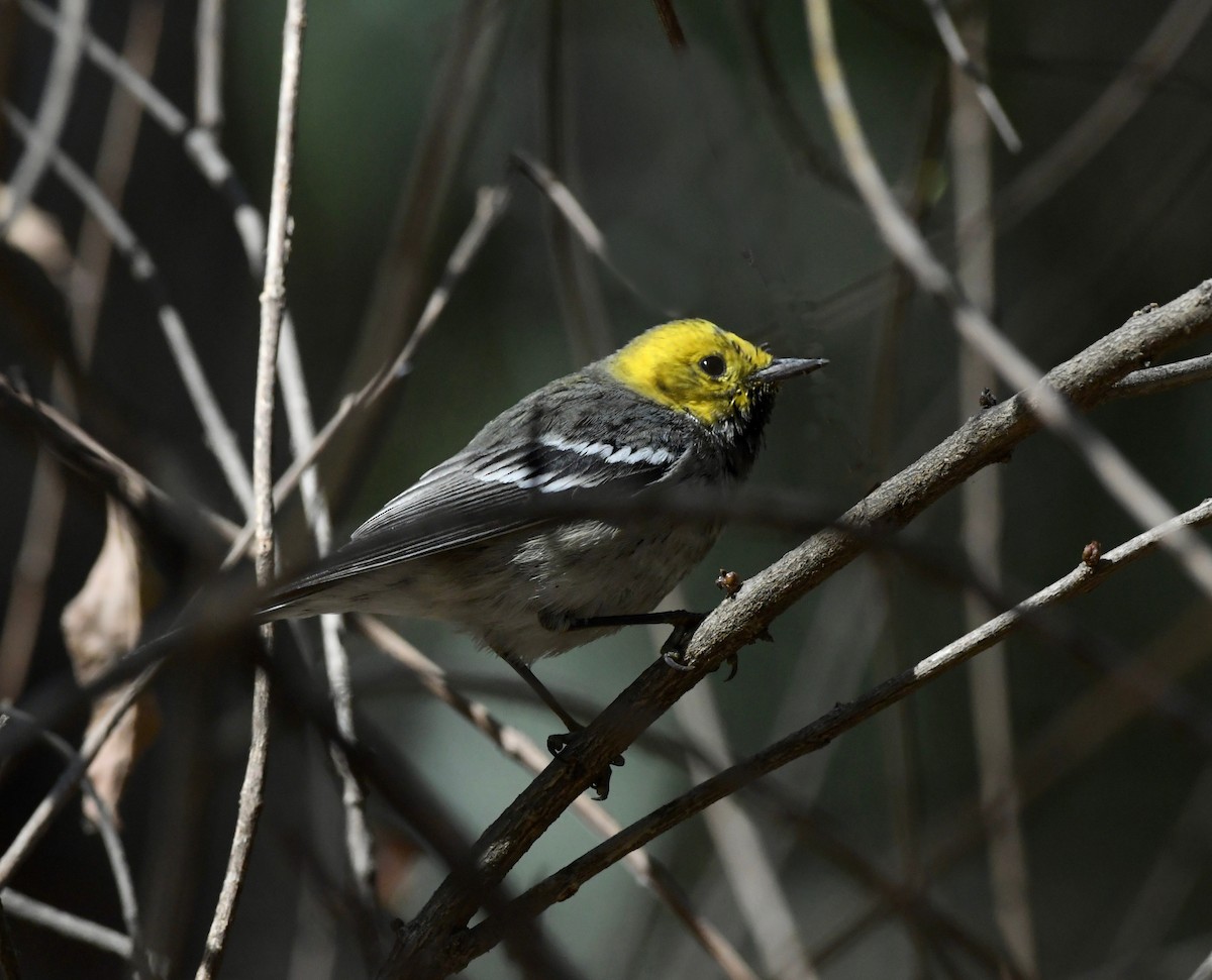 Paruline à tête jaune - ML614673907