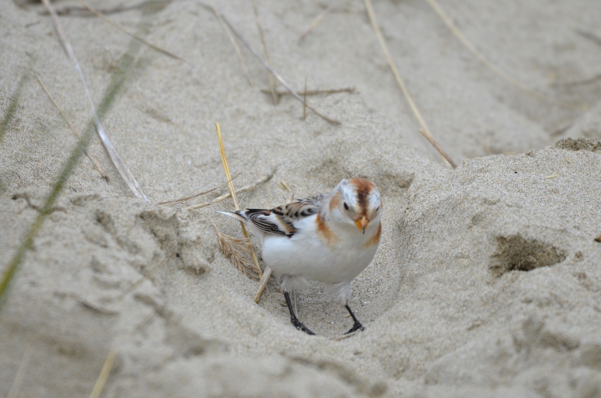 Snow Bunting - ML614673909