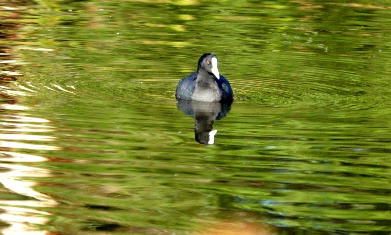 Eurasian Coot - Craig Morley