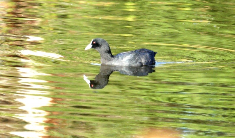 Eurasian Coot - Craig Morley