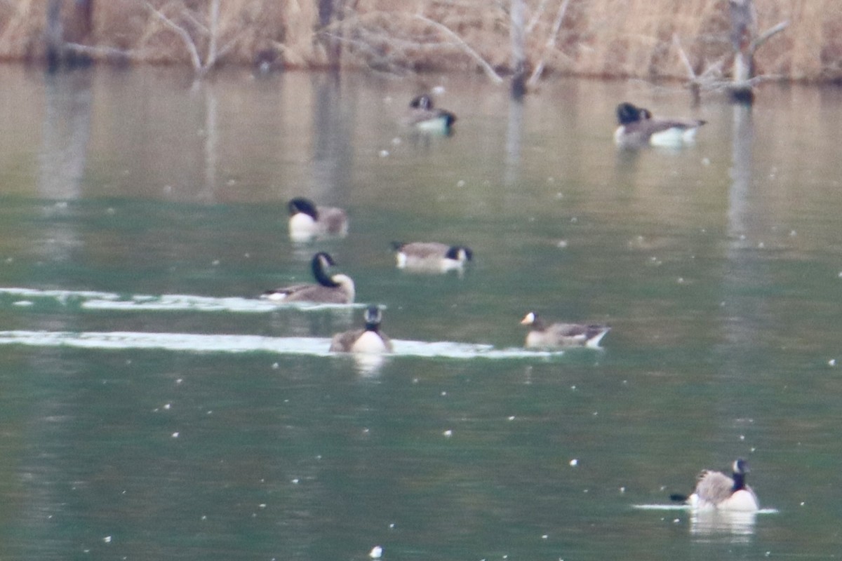 Greater White-fronted Goose - ML614673934