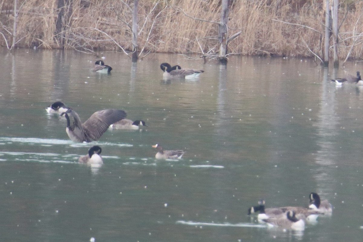 Greater White-fronted Goose - ML614673959