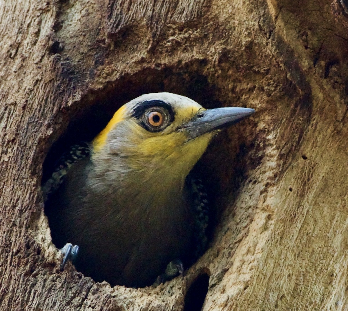 Golden-cheeked Woodpecker - ML614673986