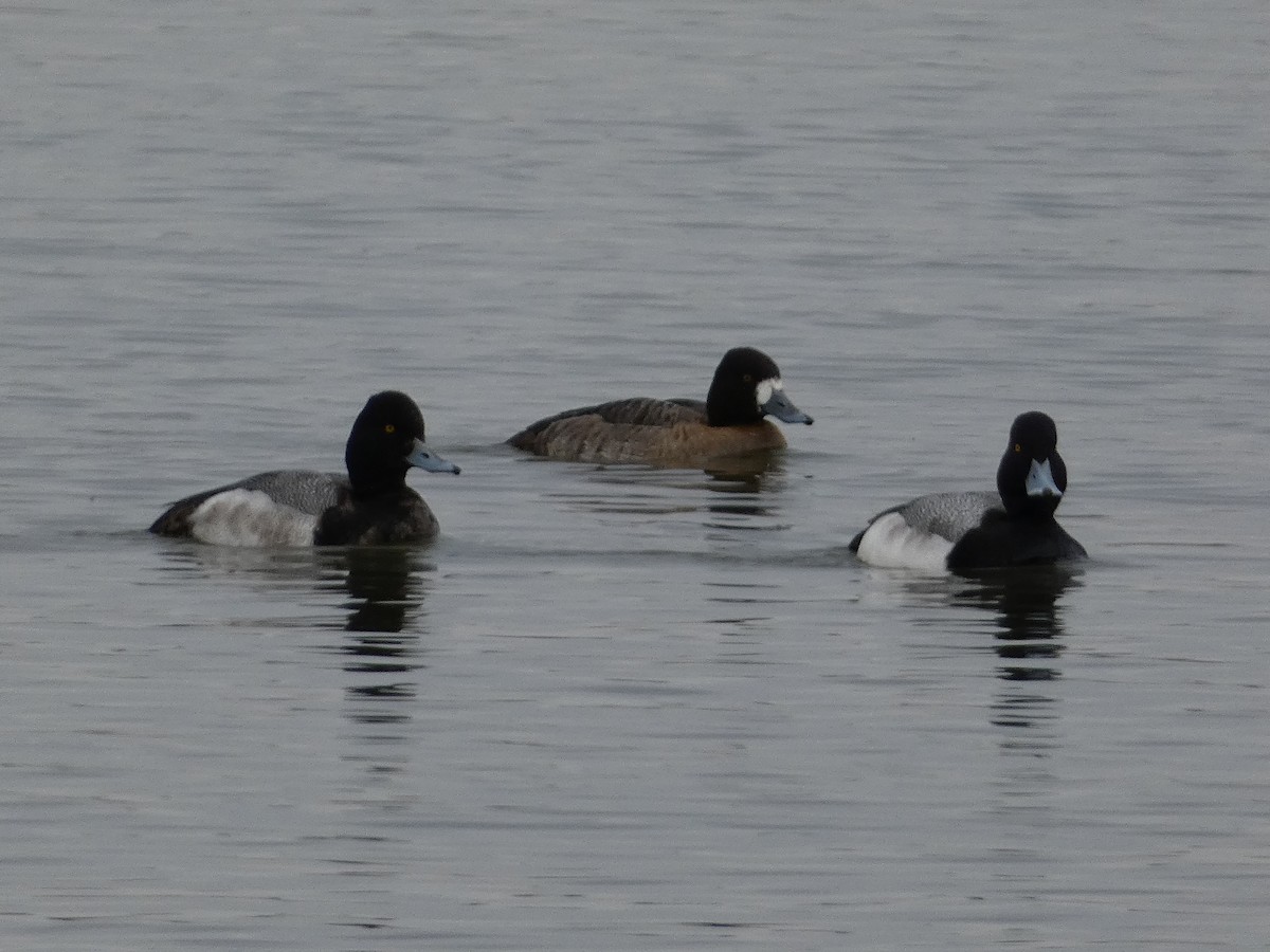 Lesser Scaup - ML614674065