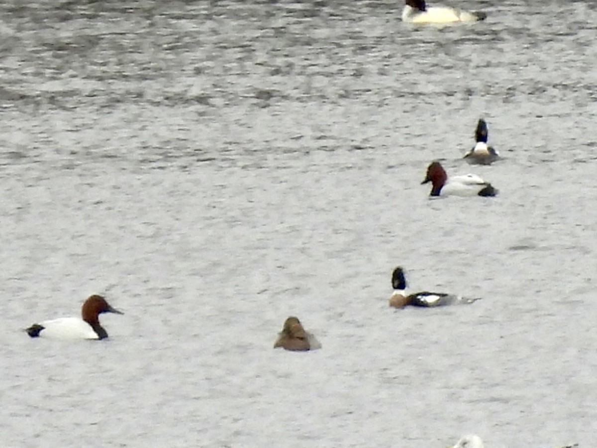 Canvasback - ML614674215