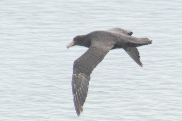 Southern Giant-Petrel - ML614674255