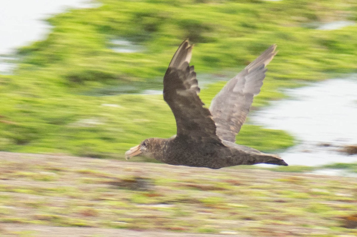 Southern Giant-Petrel - ML614674256