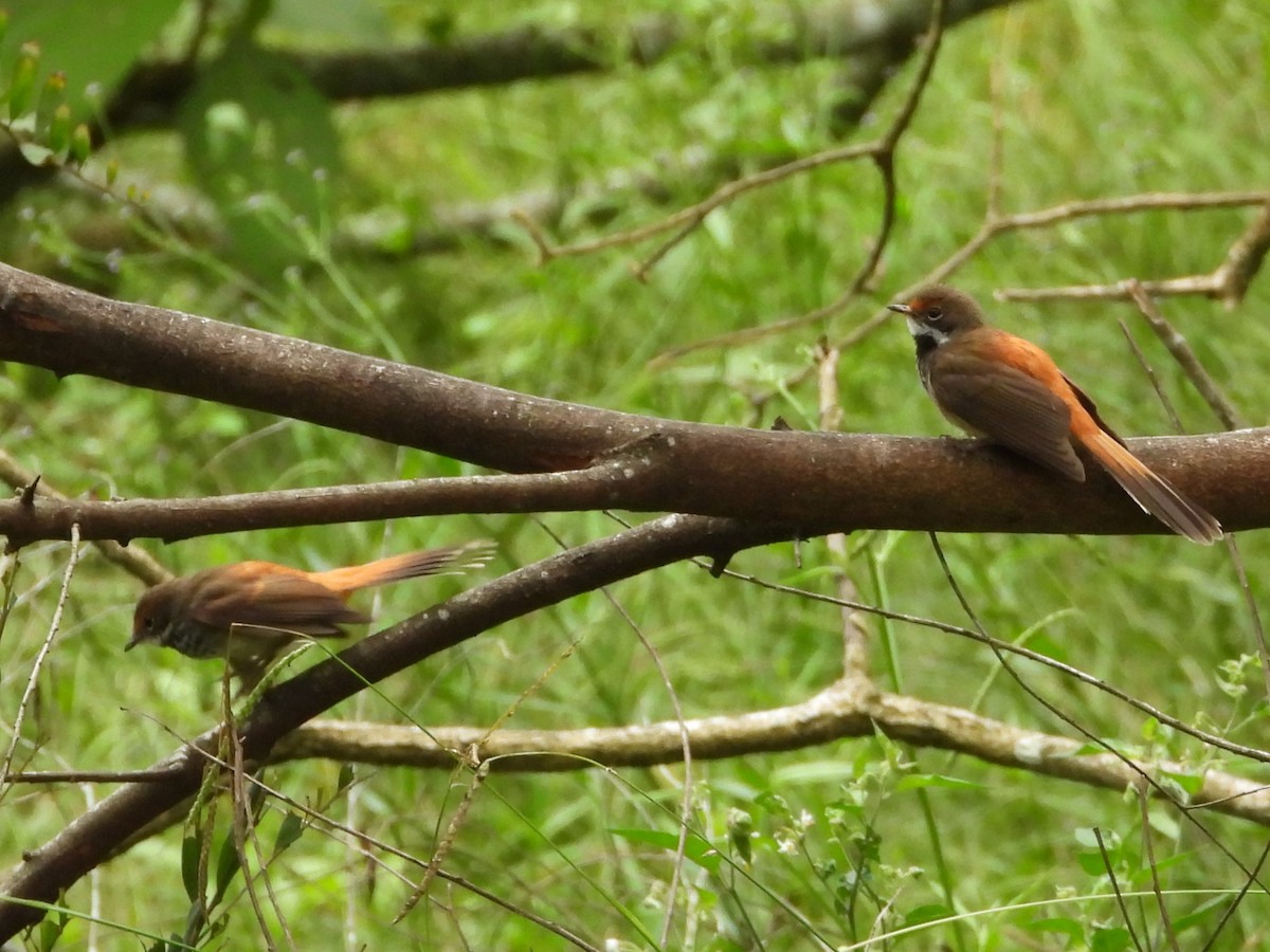 Australian Rufous Fantail - ML614674276