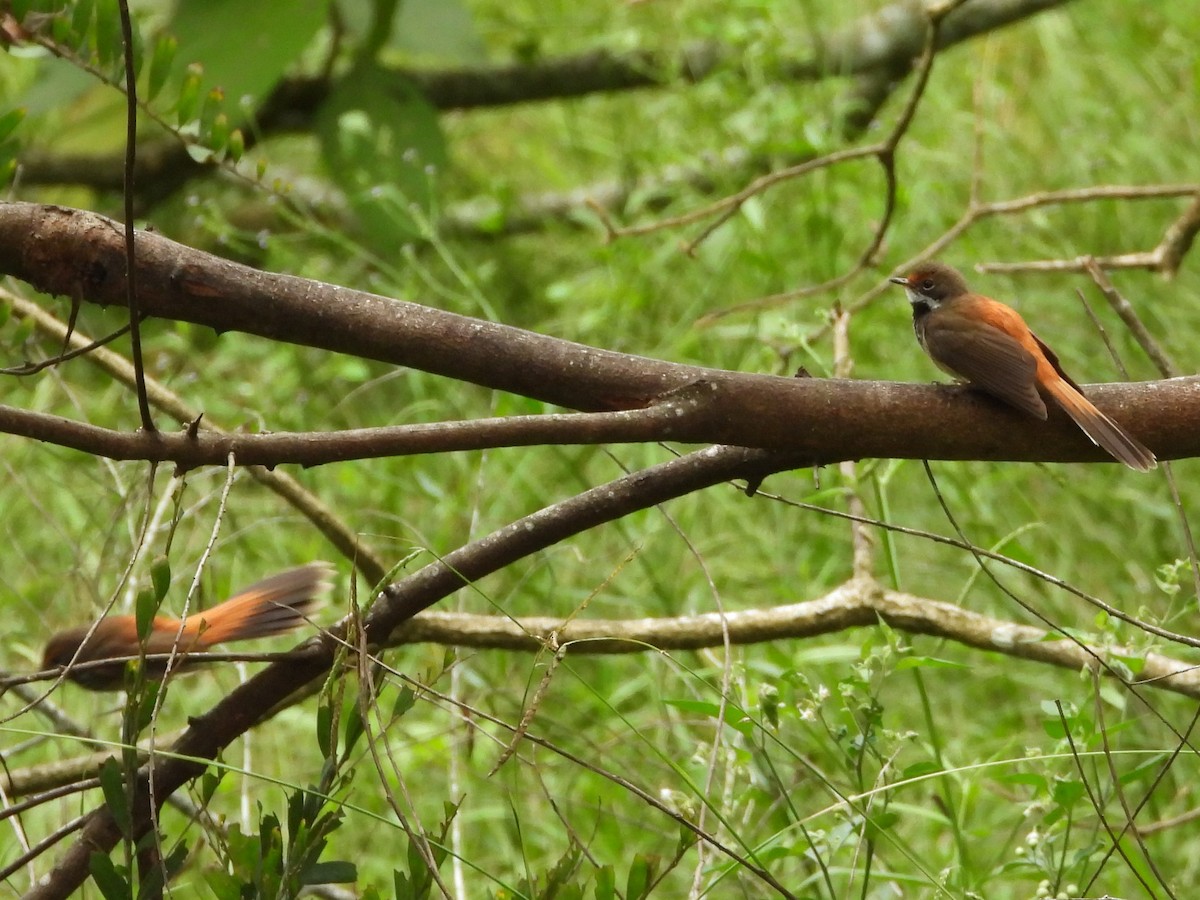 Australian Rufous Fantail - ML614674278