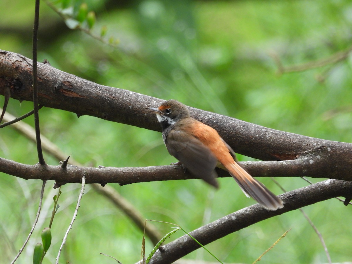 Australian Rufous Fantail - ML614674287