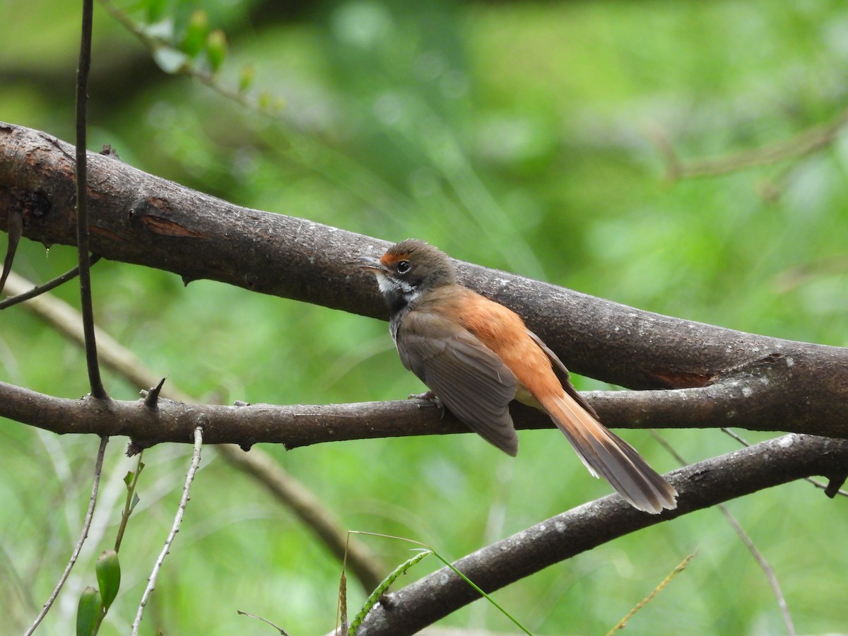 Australian Rufous Fantail - ML614674288