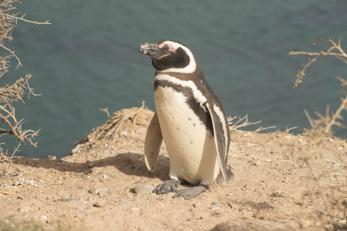 Magellanic Penguin - Leandro Bareiro Guiñazú