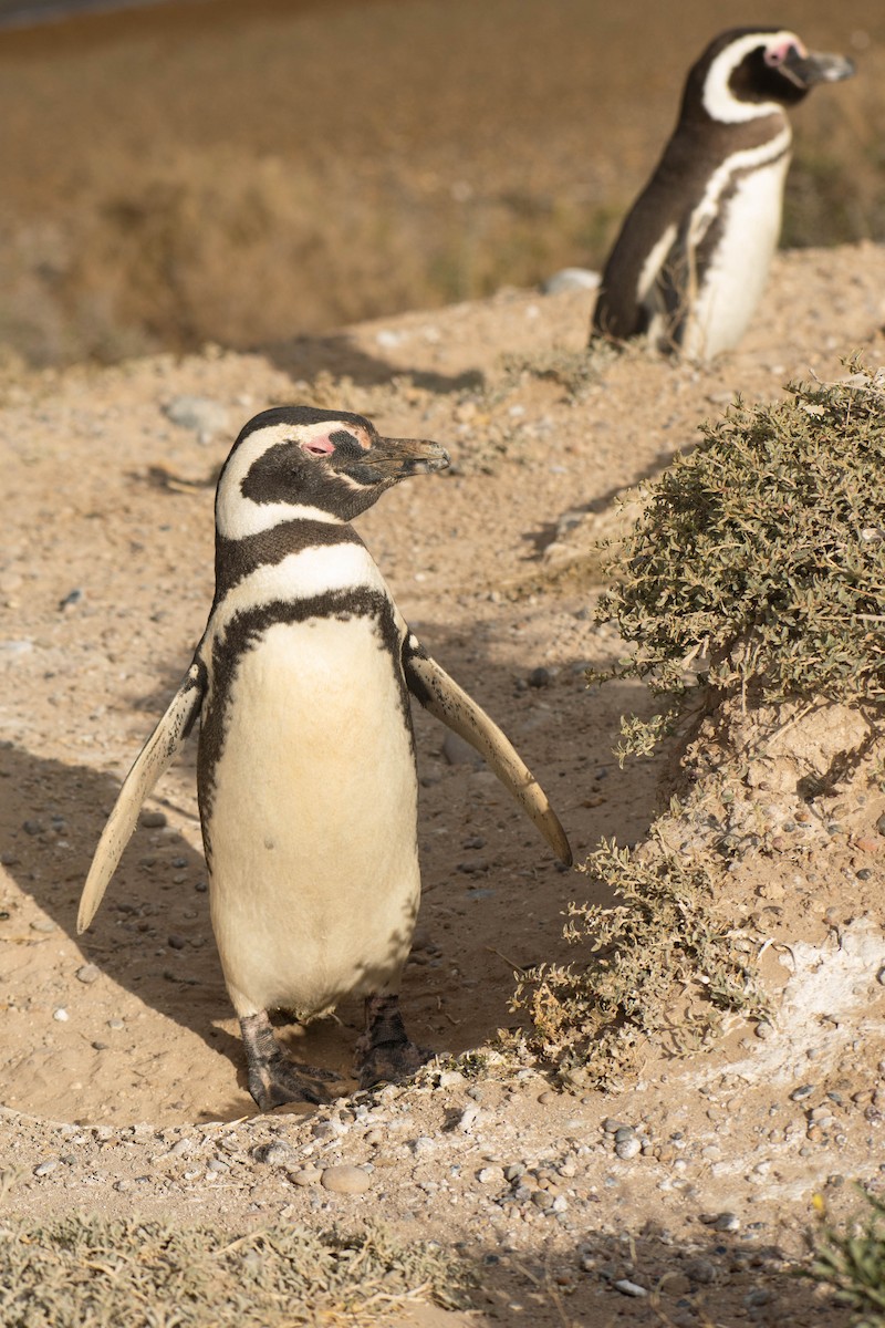 Magellanic Penguin - Leandro Bareiro Guiñazú