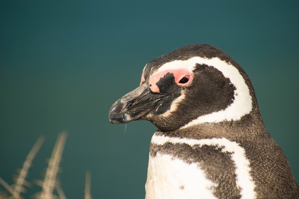 Magellanic Penguin - Leandro Bareiro Guiñazú