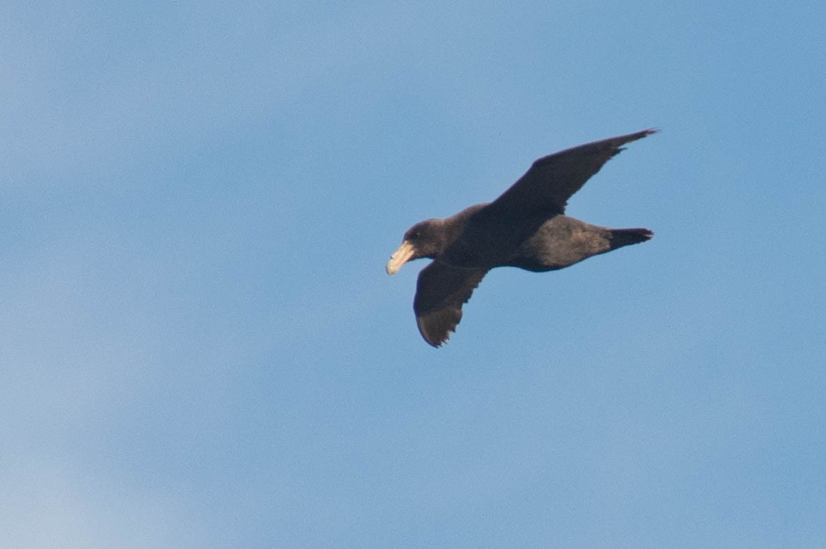 Southern Giant-Petrel - Leandro Bareiro Guiñazú