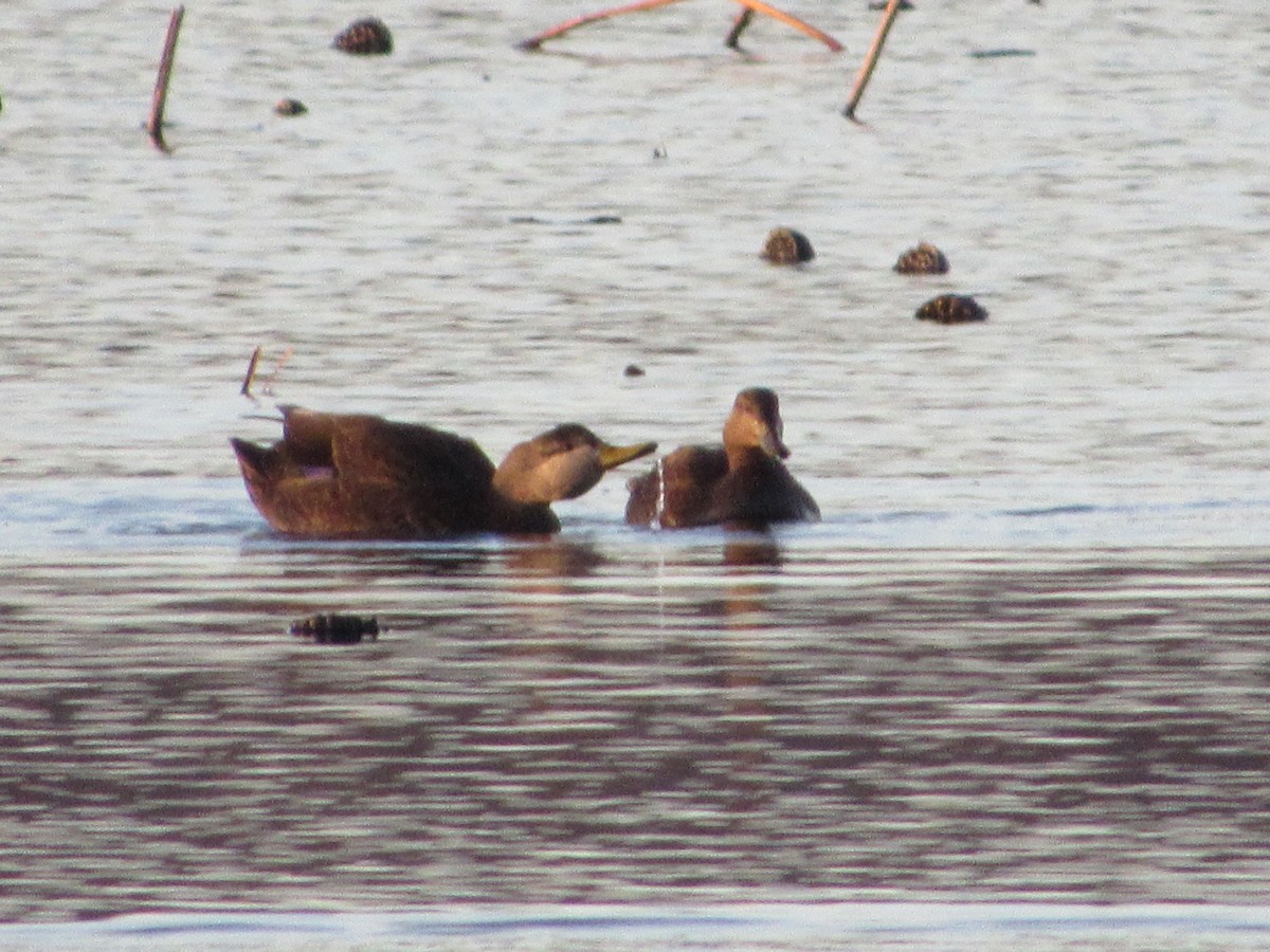 American Black Duck - ML614674352