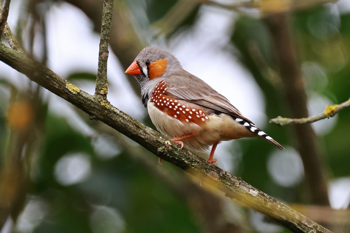 Zebra Finch - ML614674359