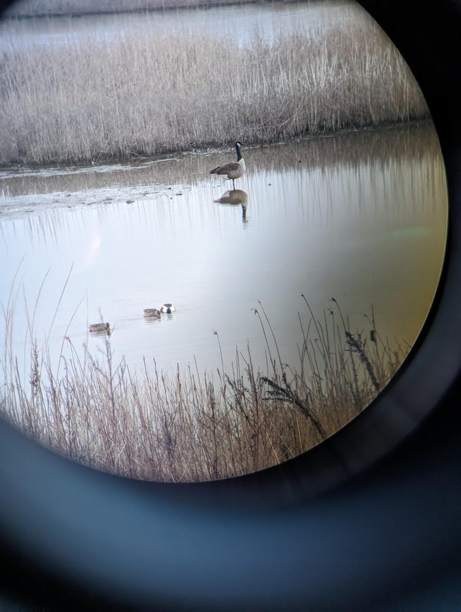 Canada Goose - ML614674397