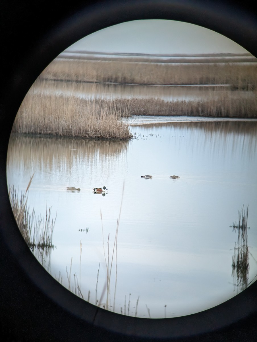 Northern Shoveler - ML614674406