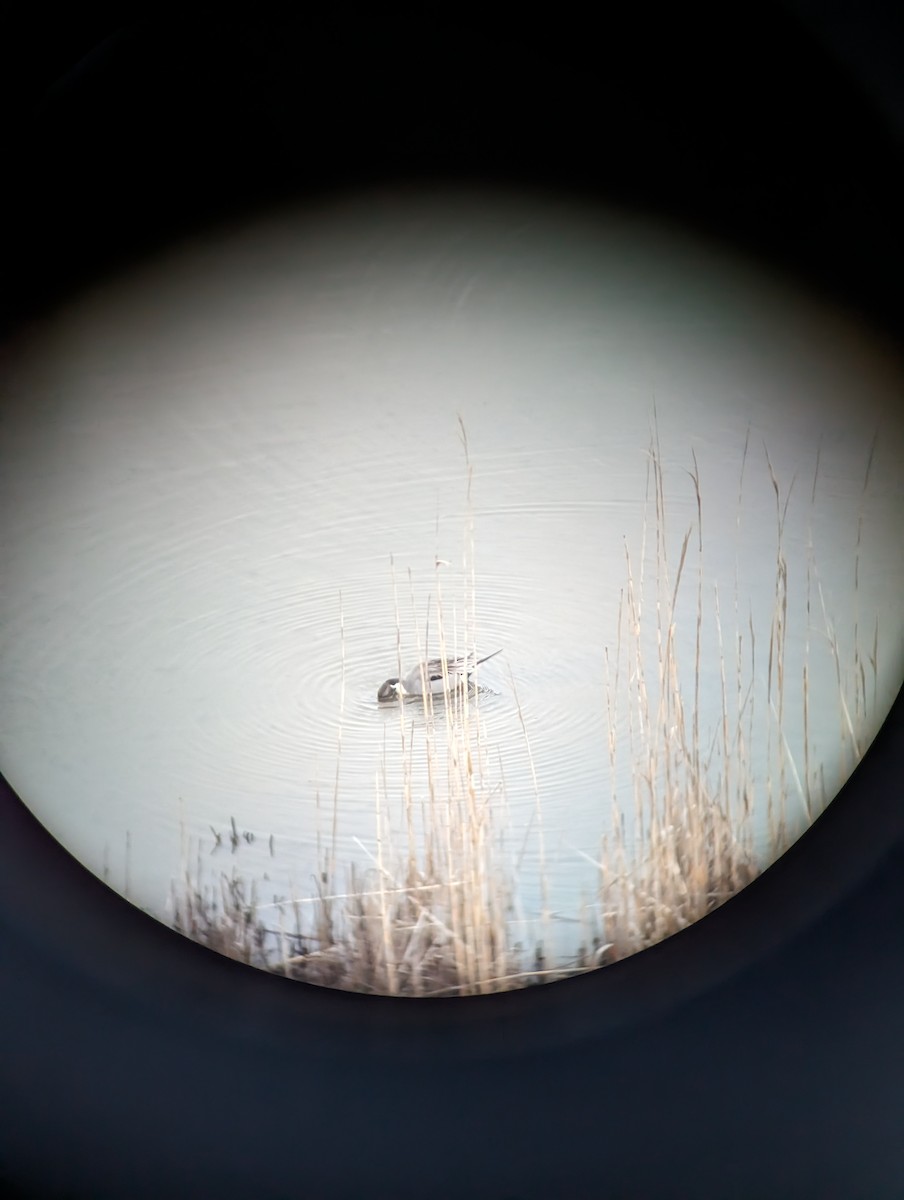 Northern Pintail - Sophia Rosahl