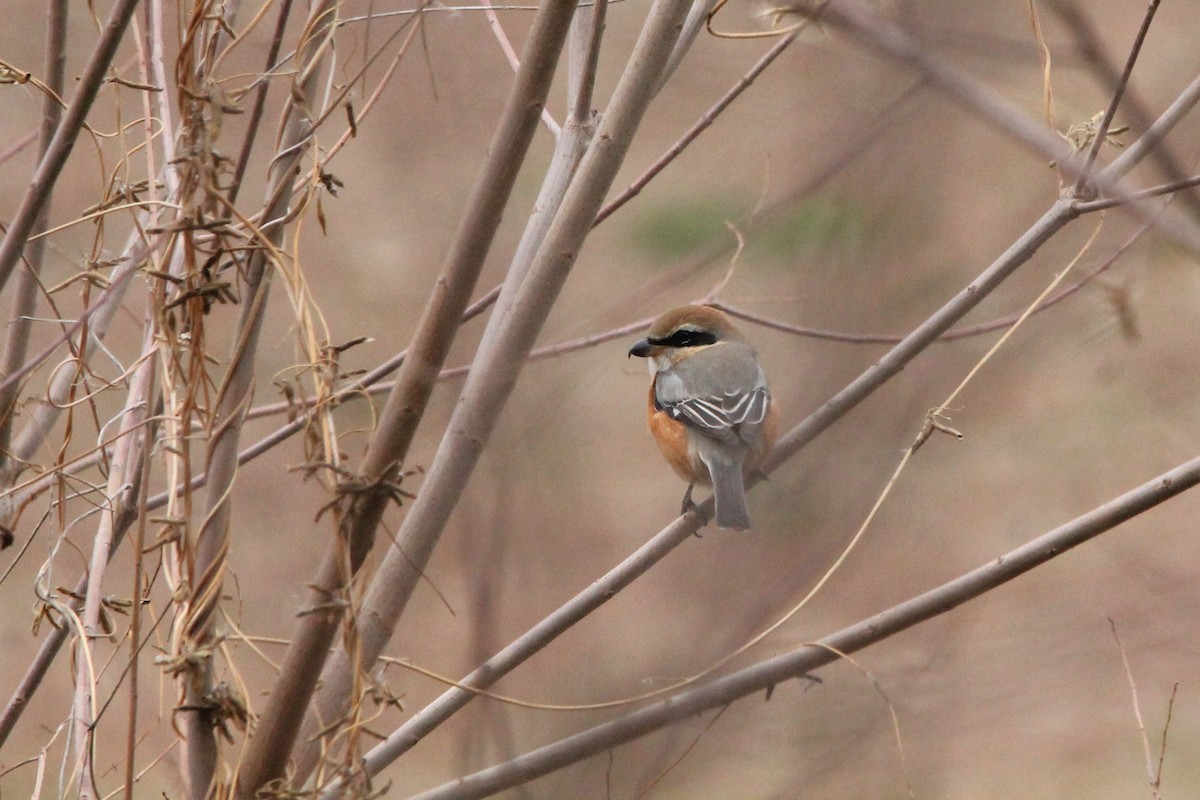 Bull-headed Shrike - ML614674429