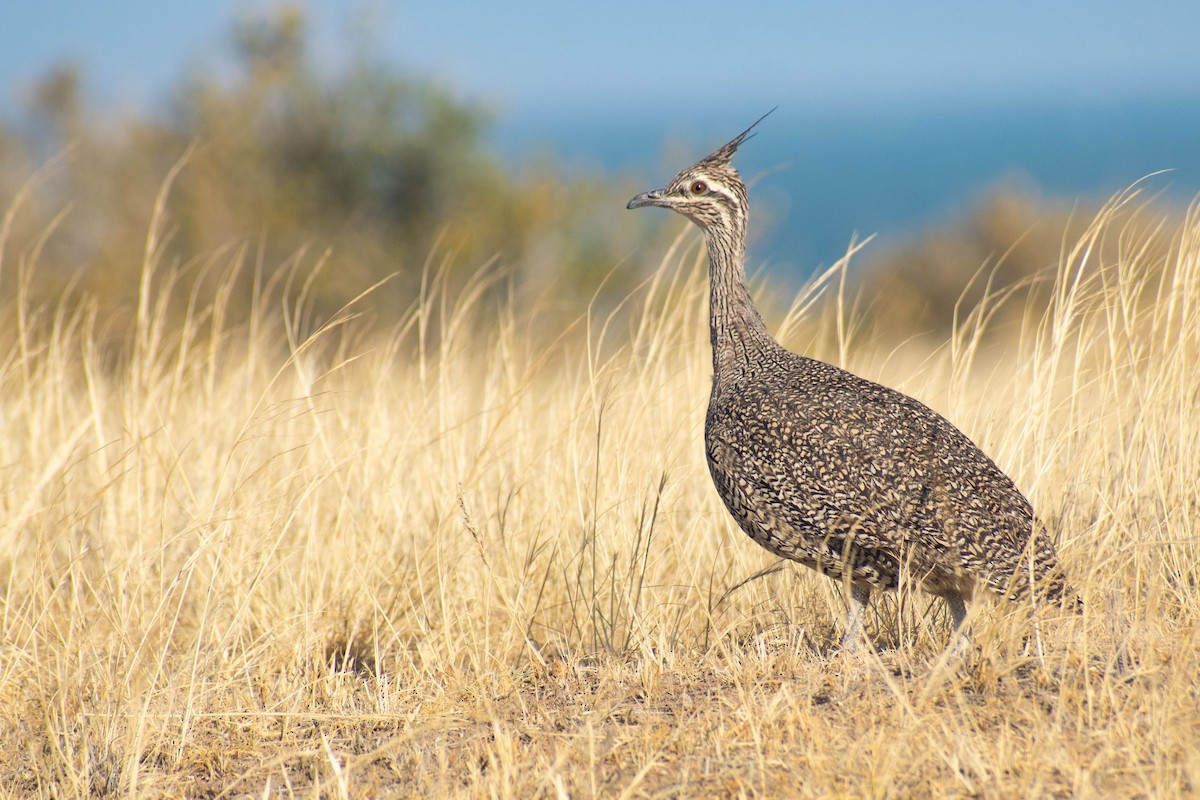 Elegant Crested-Tinamou - ML614674451