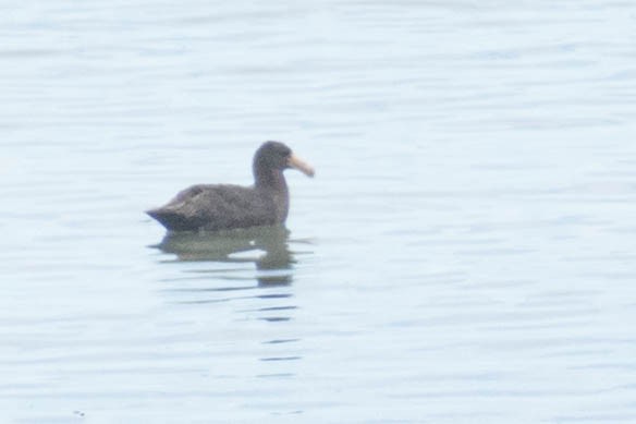 Southern Giant-Petrel - ML614674477