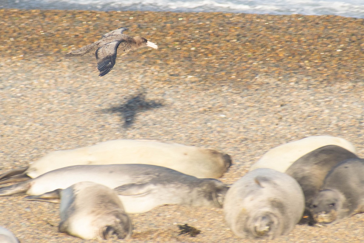 Southern Giant-Petrel - ML614674482