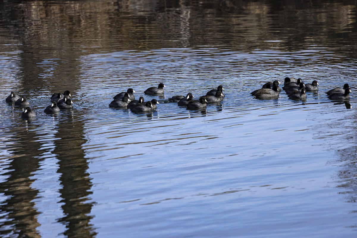 American Coot - ML614674539