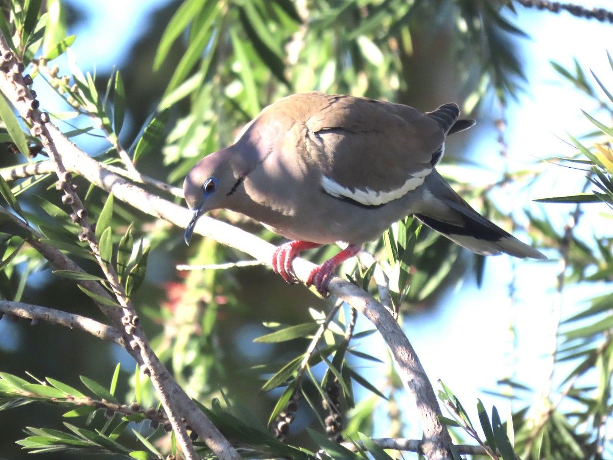 White-winged Dove - ML614674548