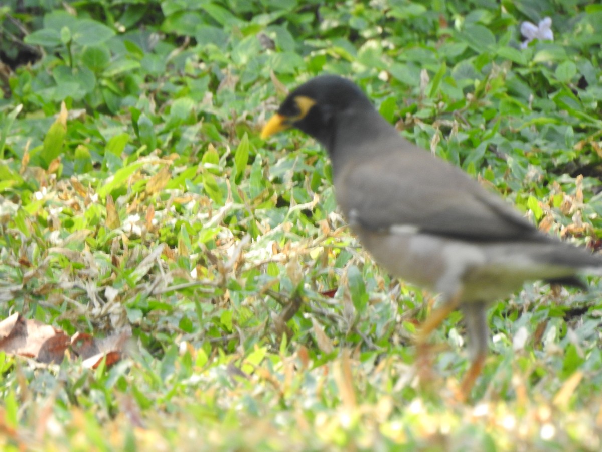 Common Myna - Jacques Bélanger