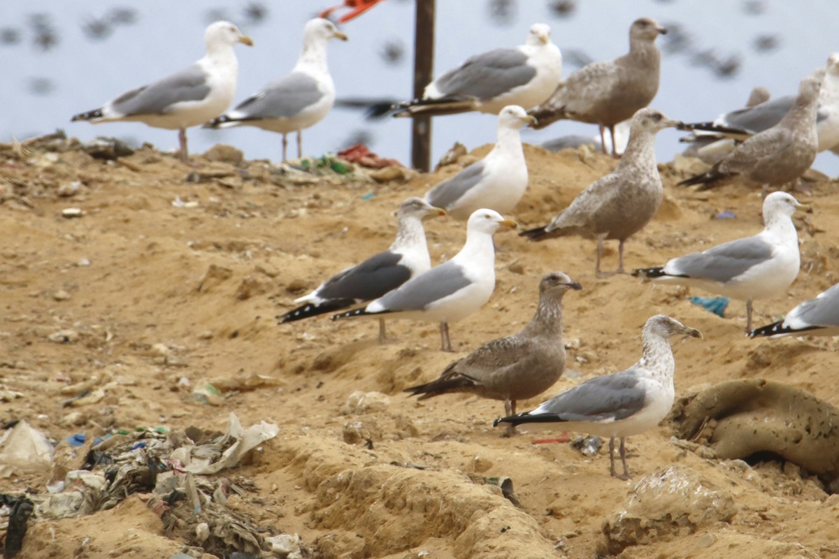 Lesser Black-backed Gull - ML614674603