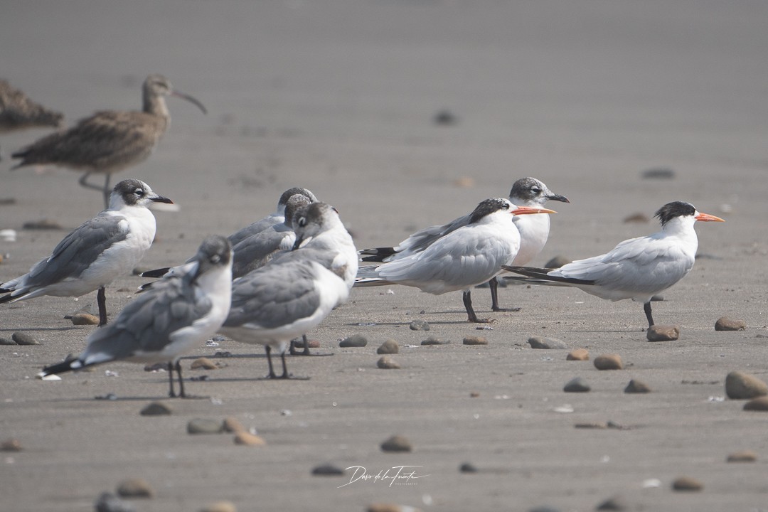 Franklin's Gull - ML614674616