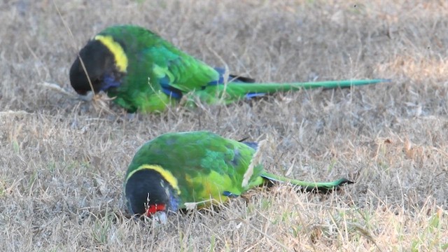 Perico de Port Lincoln - ML614674620