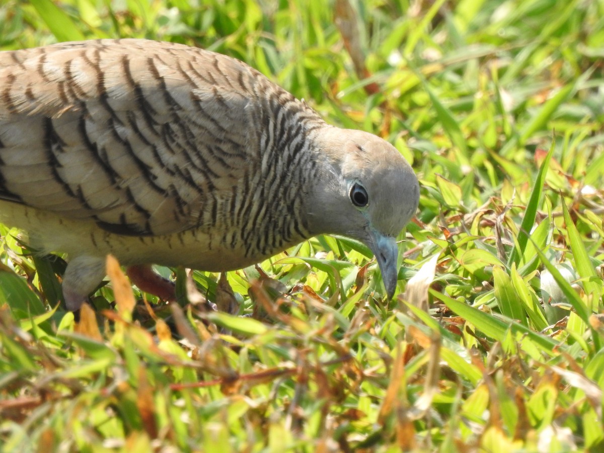 Zebra Dove - ML614674621