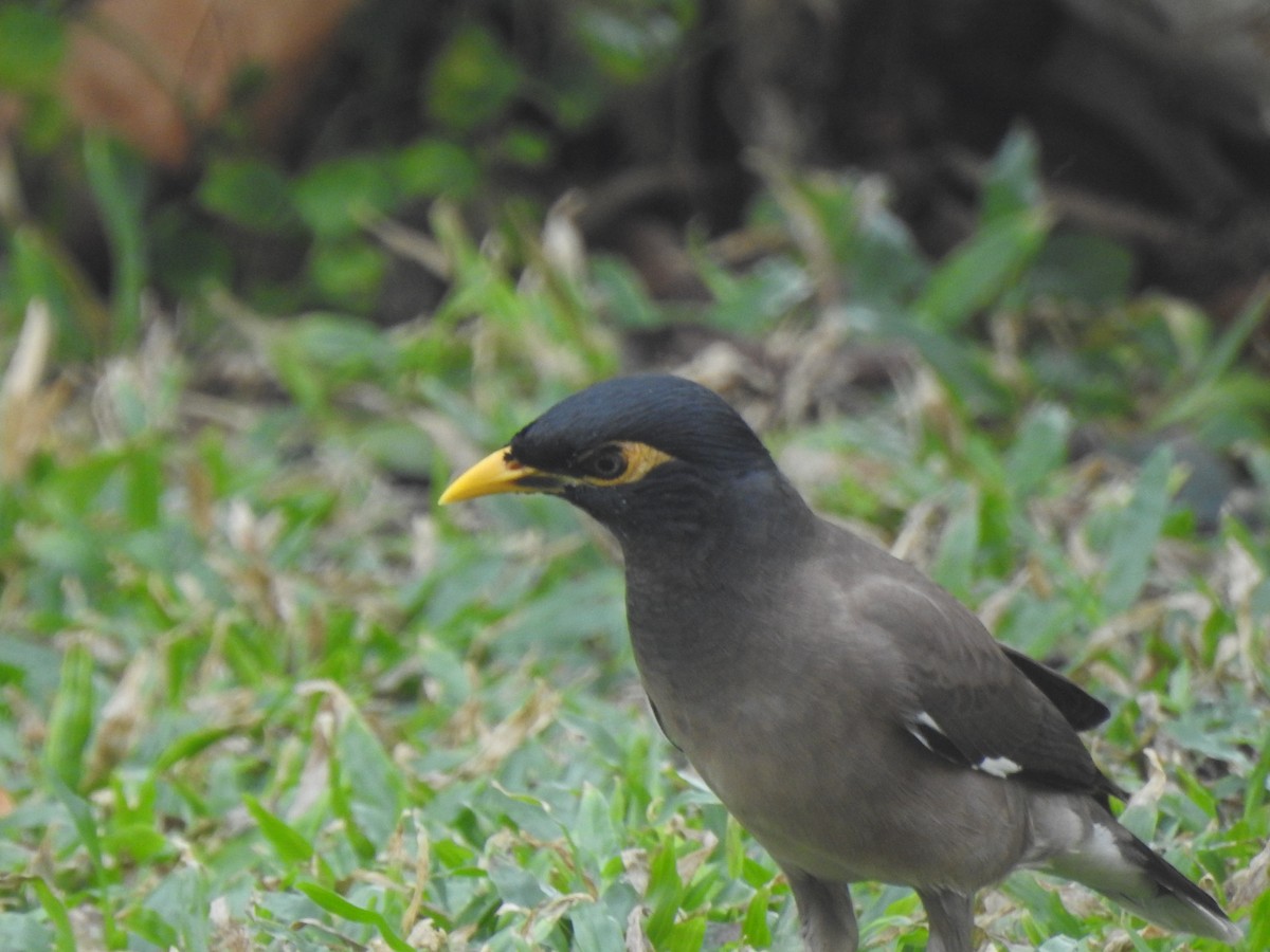 Common Myna - Jacques Bélanger