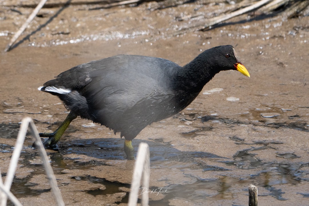 Red-fronted Coot - ML614674643