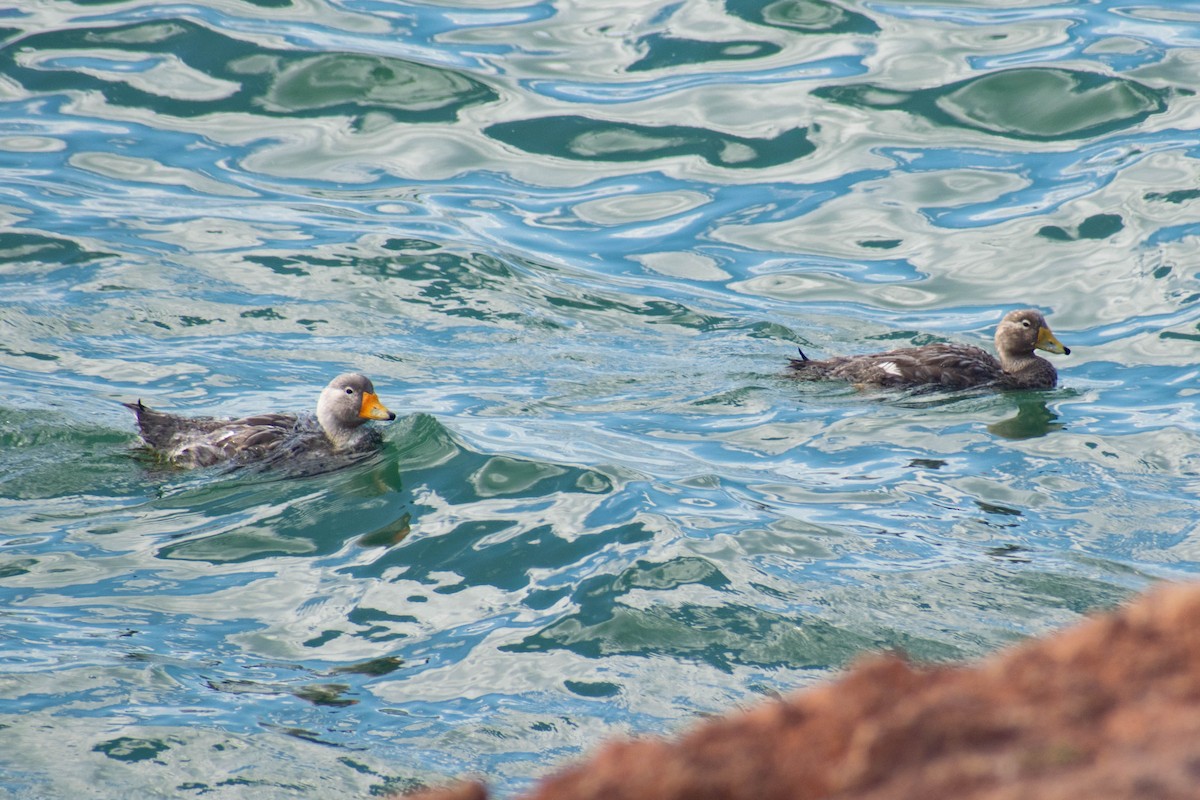 White-headed Steamer-Duck - Leandro Bareiro Guiñazú