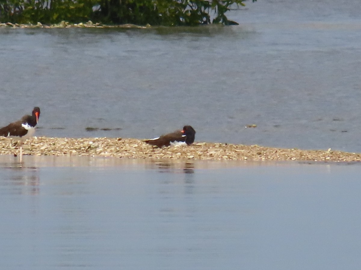 American Oystercatcher - ML614674783