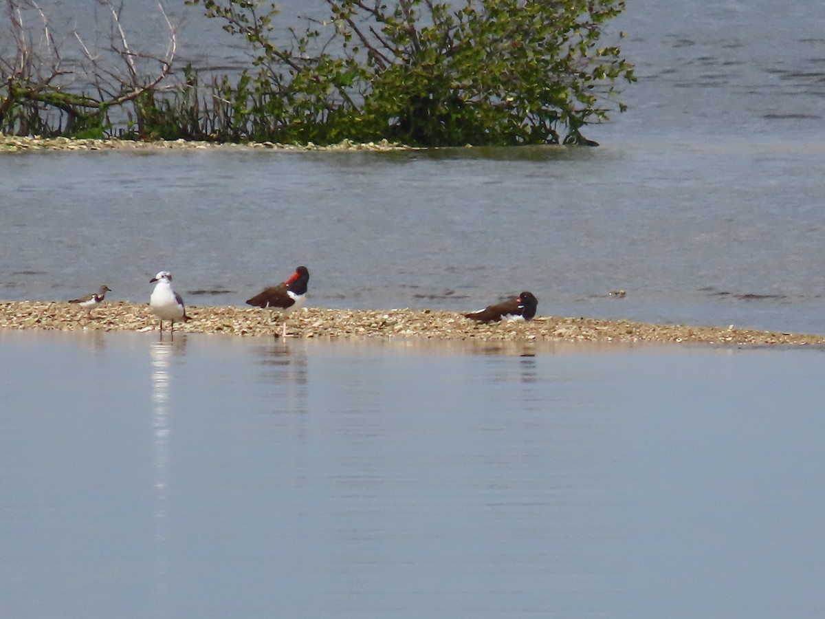 American Oystercatcher - ML614674784